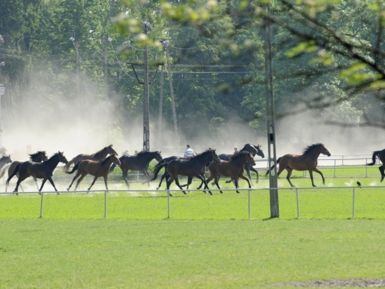 Ardanowski: sytuacja stadnin koni w Polsce jest stabilna